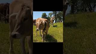 Cow  Cow sound  farmlife farmanimal cowvideos cowfarm cow [upl. by Pollitt]