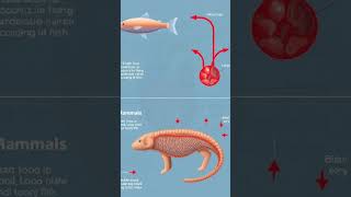 The Evolution of Animal Circulatory Systems AnimalEvolution CirculatorySystem Biology [upl. by Fia]