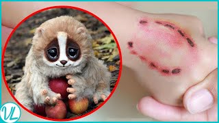 This Cute Little Animal Can Actually Kill You Slow Loris [upl. by Akenahc]