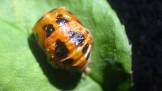 Marienkäfer Coccinella septempunctata Entpuppung Timelapse Zeitraffer [upl. by Kingdon]