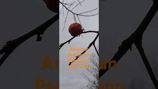 First year for Persimmons wildedibles nativeplants persimmon nativegardens nativetrees [upl. by Seaver]