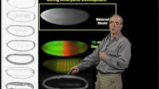 Eric Wieschaus Princeton Part 1 Patterning Development in the Embryo [upl. by Hamford]