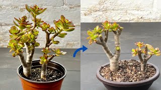 Creating Jade Bonsai  Crassula Ovata Crosbys Dwarf Bonsai  Repotting and Pruning Jade [upl. by Chien]