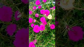 Flowers lover😍🌼🌷nature ytshorts [upl. by Egag]