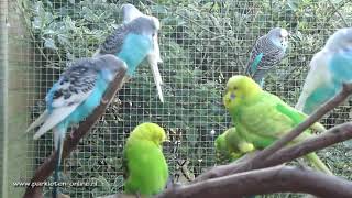 Grasparkieten  Parkieten  Parkieten geluiden  Volièrevogels  Parakeet sounds  Bird sounds [upl. by Nevear]