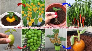 Summary of extremely simple techniques for growing plants at home that you should know [upl. by Elsie]