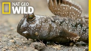 A Mudskipper Battle  South Africa [upl. by Anerul]