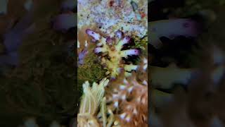 The Future of Coral Affordable Acropora Frags [upl. by Eeltrebor578]