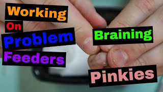 Problem Feeders  How to Braining Pinkies [upl. by Sebbie]