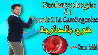 Embryologie s1  partie 2 La Gamétogenèse شرح بالدارجة [upl. by Ahsinrev577]