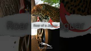 Incredible Roar of a Jaguar Sports Car Compared to a Real Jaguars Roar [upl. by Gavra]