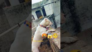 Dogo Argentino attack position 🤬 dog shorts viral trending doglover shortsviral [upl. by Annat801]