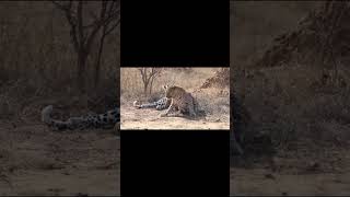 Descubre el LADO OCULTO de estos Tigres [upl. by Rihat774]