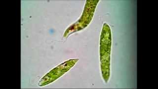 Euglena [upl. by Araes]