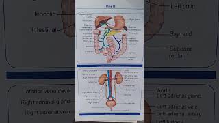 Hepatic portal circulation  anatomy and physiology  nursing [upl. by Astraea]