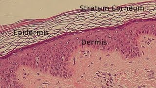 Layers of the Epidermis [upl. by Assirem]