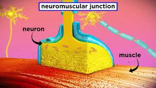 The Mechanism of Muscle Contraction Sarcomeres Action Potential and the Neuromuscular Junction [upl. by Ahsyek729]