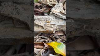 Big headed ants raiding a termite colony [upl. by Annayram]