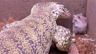 How fast can a monitor lizard eat 8 hamsters [upl. by Stavros929]