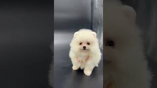 Pomeranian Boo shortvideo viralvideo shorts short [upl. by Ishmael]