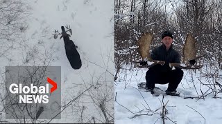 Canadian moose sheds both antlers in rare moment captured by drone [upl. by Kenn]