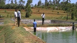 Preparing for fish sampling at Mwitoko Fish Farm in Vihiga county Kenya [upl. by Padraic]