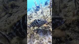 Nassau grouper epinephelus striatus [upl. by Egon]