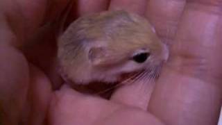 chirp of Pigmy Jerboa baby [upl. by Aitnom416]