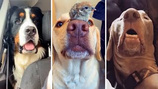 Ultimate Funny DOGS Compilation [upl. by Yerggoeg]