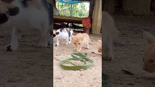 Cat and snakecat funnyvideo kitty pet catlover funnypets snake [upl. by Redep272]