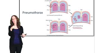 Respiratory System Ventilation [upl. by Audly]