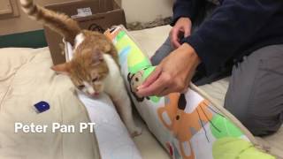 Feline Cerebellar Hypoplasia Physical Rehabilitation update 1 [upl. by Einuj]