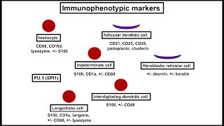 Histiocytic and Dendritic Cell Tumors An Update by Jason L Hornick MD PhD [upl. by Allenod]