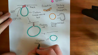 Clathrin Mediated Endocytosis and The Endocytic Pathway Part 6 [upl. by Porte448]