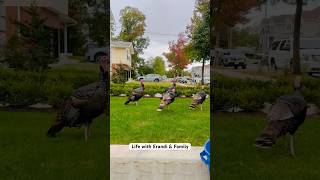 Turkeys Family 🦃 wildturkey nature animals wildlife birds [upl. by Oinigih173]