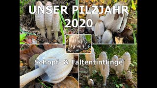 Schopftintling amp Faltentintling  Coprinus comatus amp Coprinopsis atramentaria  Tintlinge [upl. by Worth837]