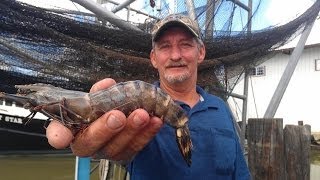 Tiger shrimp invade Louisiana waters [upl. by Ocker]