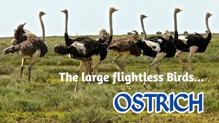 Ostrich  True Facts Ostrich  The Flightless Bird [upl. by Adnamal]