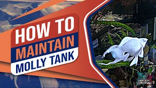 How to maintain molly fish tank [upl. by Lesab]