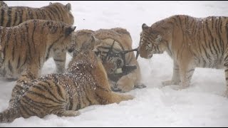 Chubby Siberian Tigers Hunt Electronic Bird of Prey [upl. by Sorrows610]