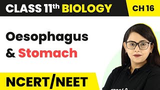 Oesophagus and Stomach  Digestion and Absorption  Class 11 Biology [upl. by Gish784]