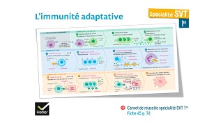 eSVT La réaction immunitaire adaptative [upl. by Magdaia696]