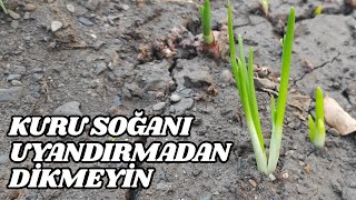 Kuru Soğanı Uyandırmadan Dikmeyin [upl. by Ketti]