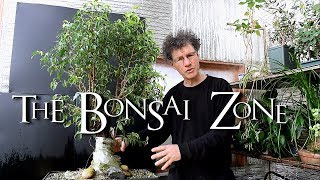 Ficus benjamina Fusion project Update The Bonsai Zone April 2018 [upl. by Pavkovic]