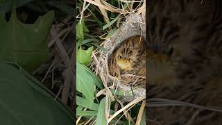 Hatching Hope The Journey of Zitting Cisticola babies shortvideo ytshortsvideo [upl. by Blakely]