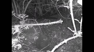 Japanese Field Mouse Inspects Burrow of Japanese Badger [upl. by Enelehs]