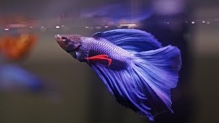 HOW TO Care for Betta Fish [upl. by Eudo]