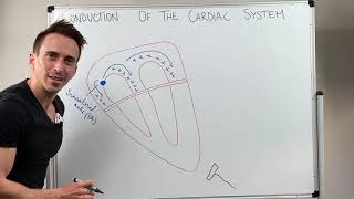 Heart Conduction amp ECG EKG Interpretation [upl. by Grath793]