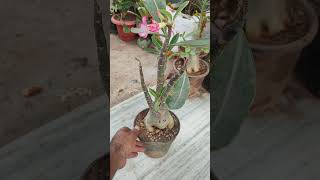 Black adenium अडेनियम् ब्लैक अरेबिकोम् [upl. by Andriette]