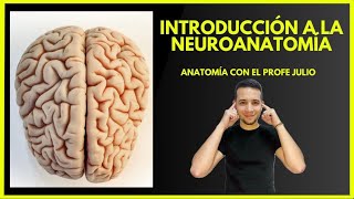 🧠 INTRODUCCIÓN A LA NEUROANATOMÍA  Anatomía del sistema nervioso fácil y lógica [upl. by Sawyer]